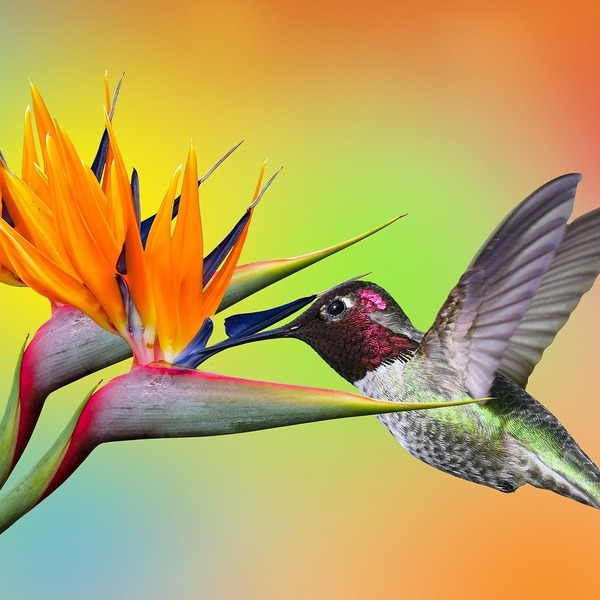 Kolibri / G.C./Pixabay Kolibri