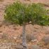 Feigenbaum